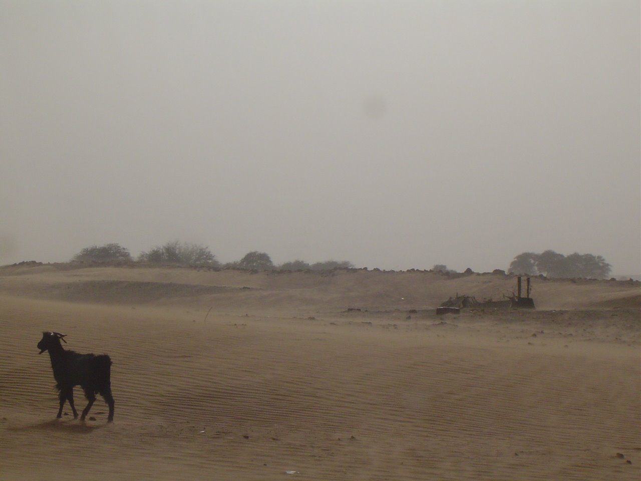 [Dajla_cabra_paisaje.JPG]