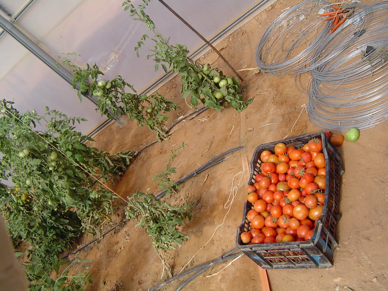 [Dajla_huerto_invernadero_caja_tomates.JPG]