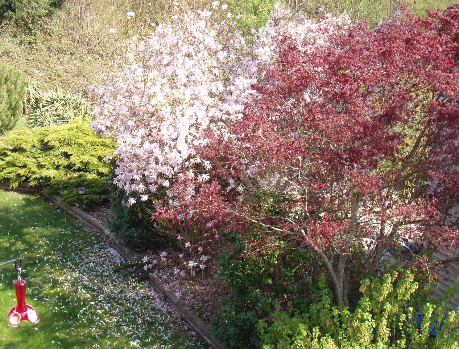 [Garden+in+Bloom+09+00002.JPG]