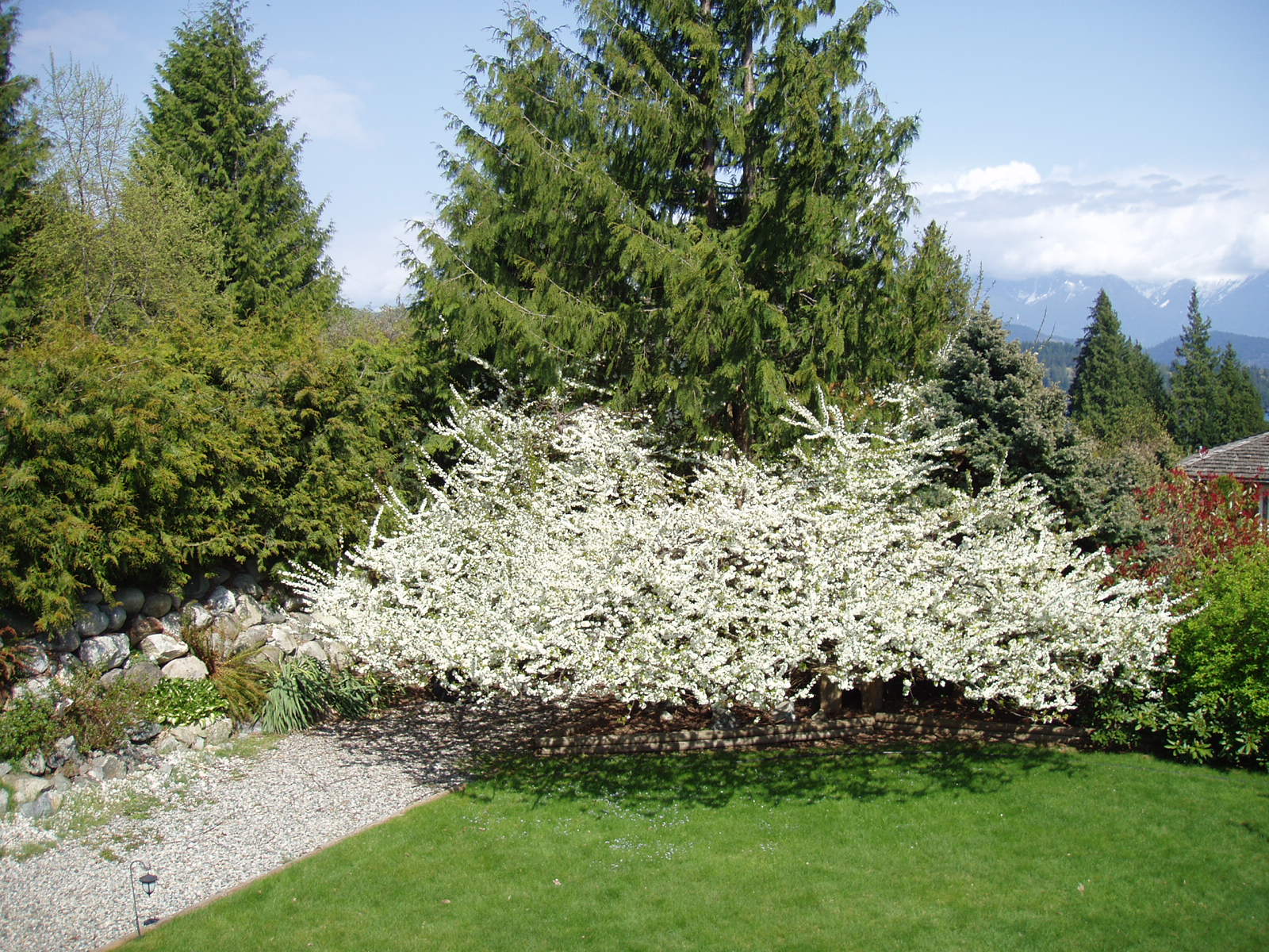 [Garden+in+Bloom+09+00000.JPG]