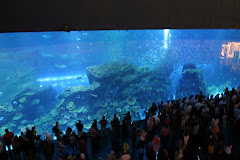 Aquarium at the Emirates Mall