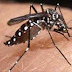 Combate a dengue em atividades educativas