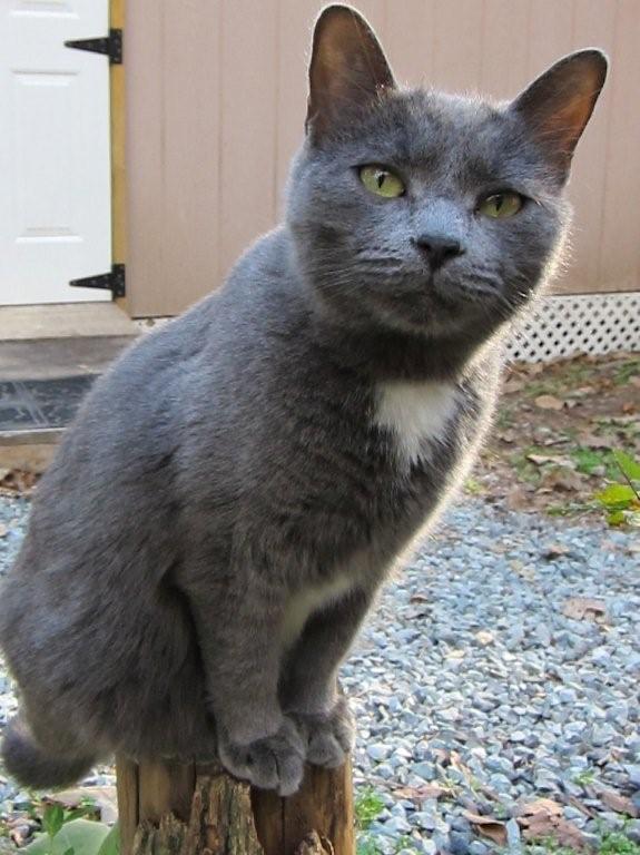 Black Cat With White Patch Of Hair On Chest Black Cat With White Patch Of Hair On Chest