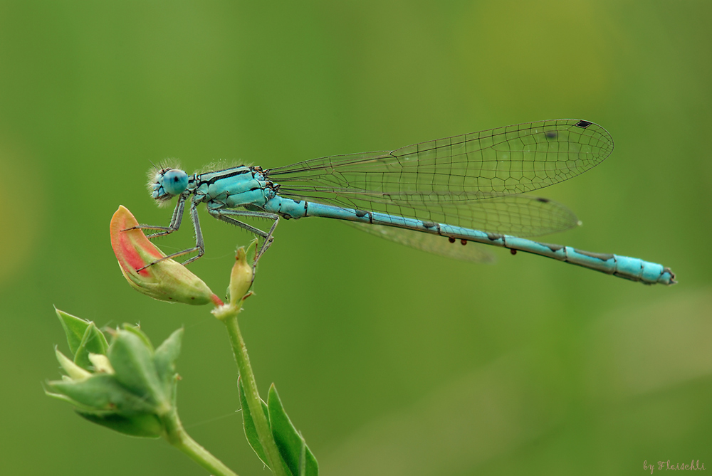 [Libelle_150_f13-1s_iso100.jpg]