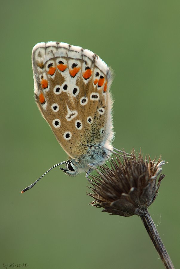 [blauling-150-f11_1I13s_iso4.jpg]