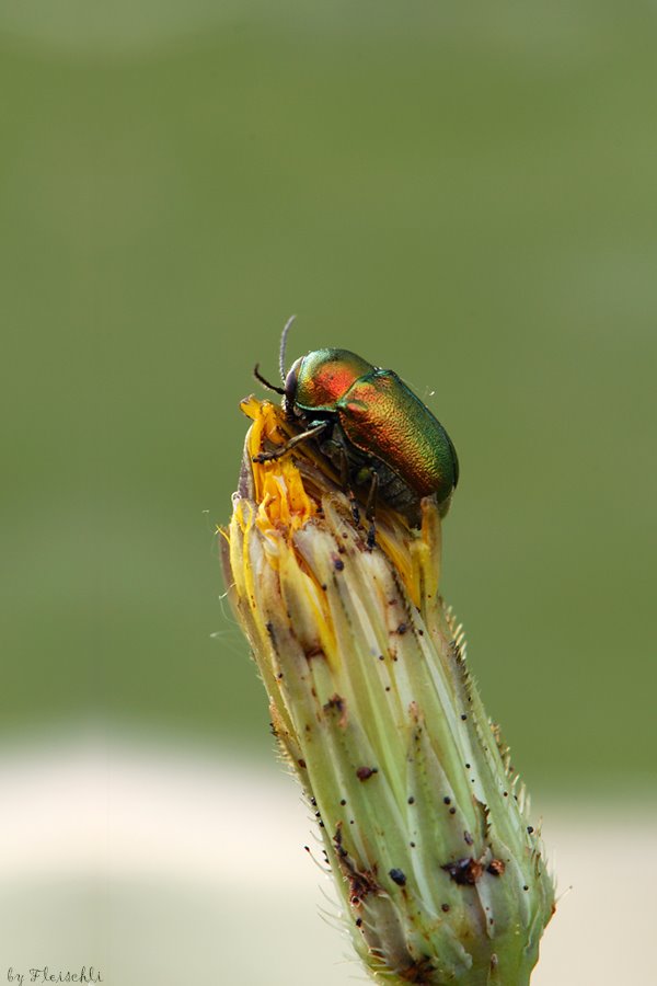 [Gold_150_f14_1.3s_iso200.jpg]