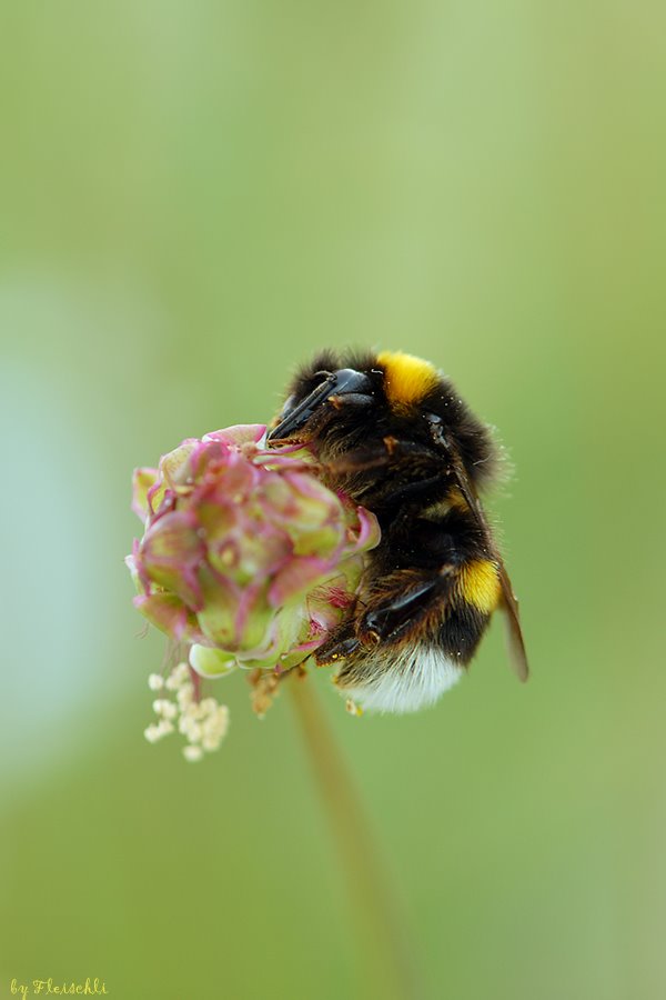 [Hummel_150_f6.6_1I5_iso100.jpg]
