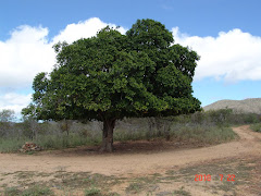 O joazeiro na caatinga