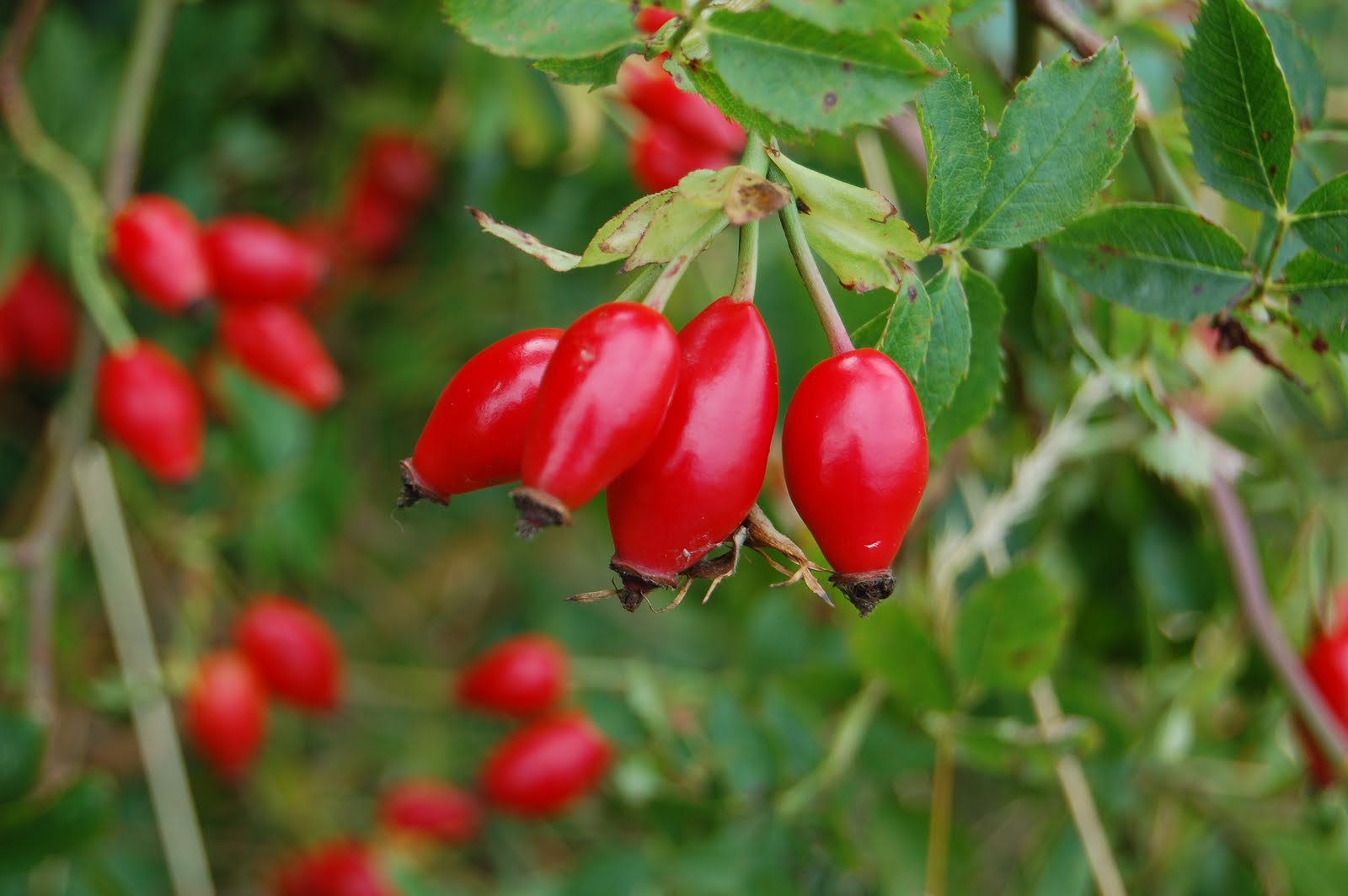 Kate Jury Garden Design Bitter blackberries?