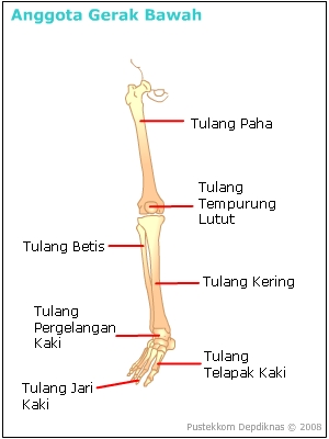 Rangka M Ia Dan Fungsinya Rangka M Ia Dan Fungsinya