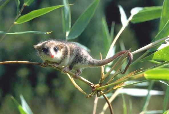 [3-Monito-del-monte.jpg]