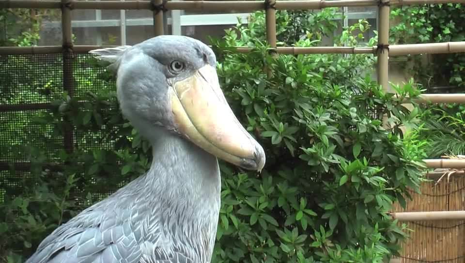 [mid-Shoebill-uenozoo2008_ogg.jpg]
