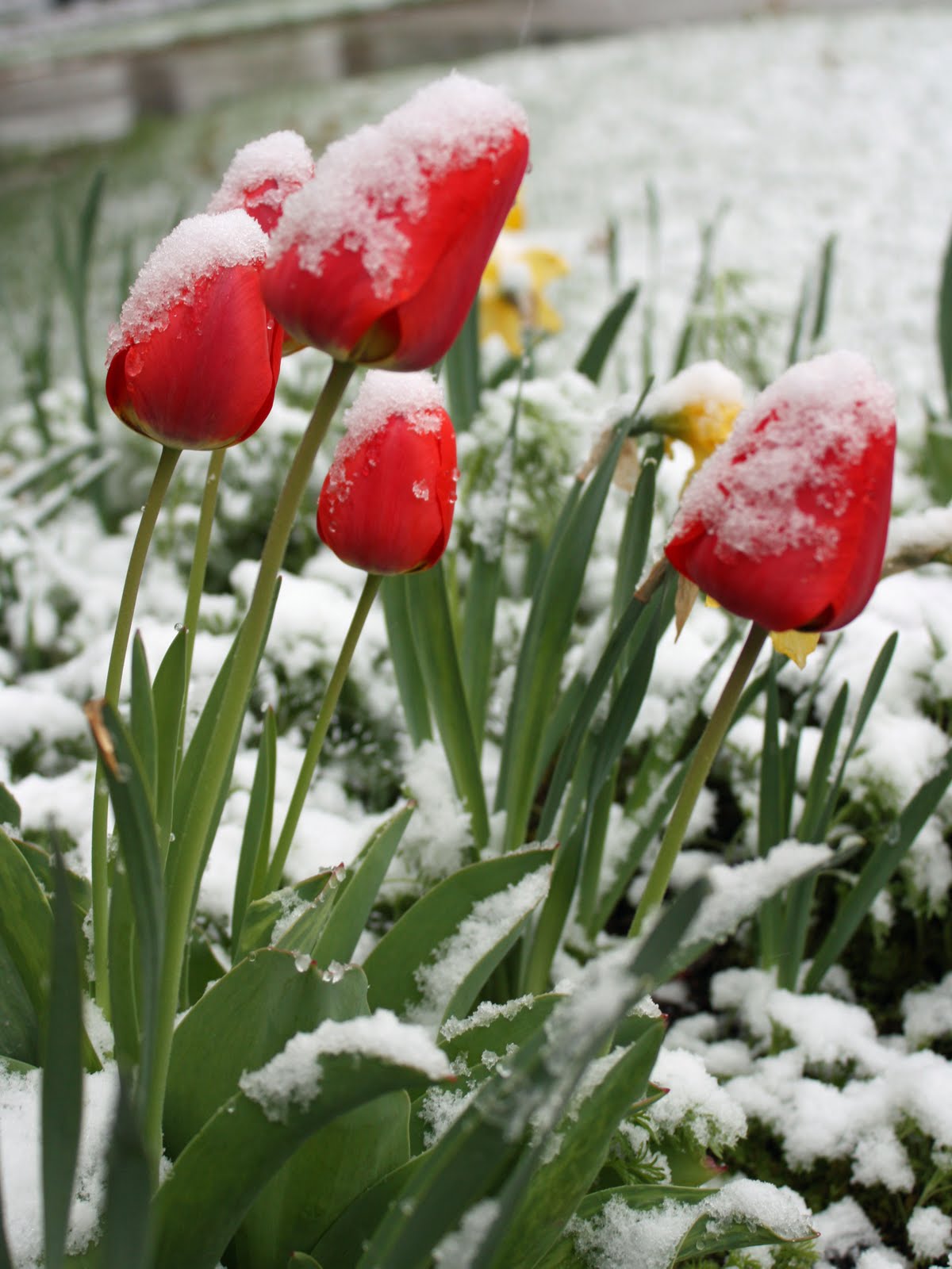 Morningstar Happenings Hang tight, snowy tulips!