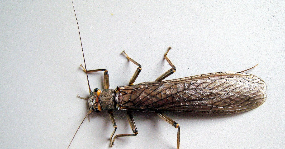 from the Tennessee Plateau Big Scary Night Bugs