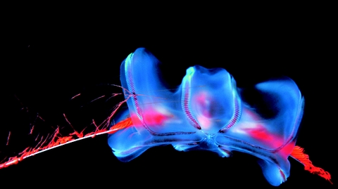 [организм+2.JPG]