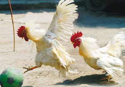 Real Madrid - Página 2 Two+chickens+addicting+playing+soccer
