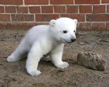 Polar Bear Polar Bear