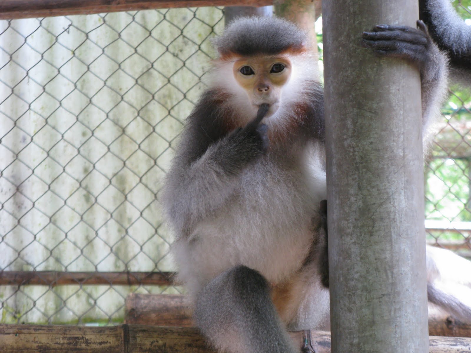 E3B Summer 2010 Vietnamese Monkeys