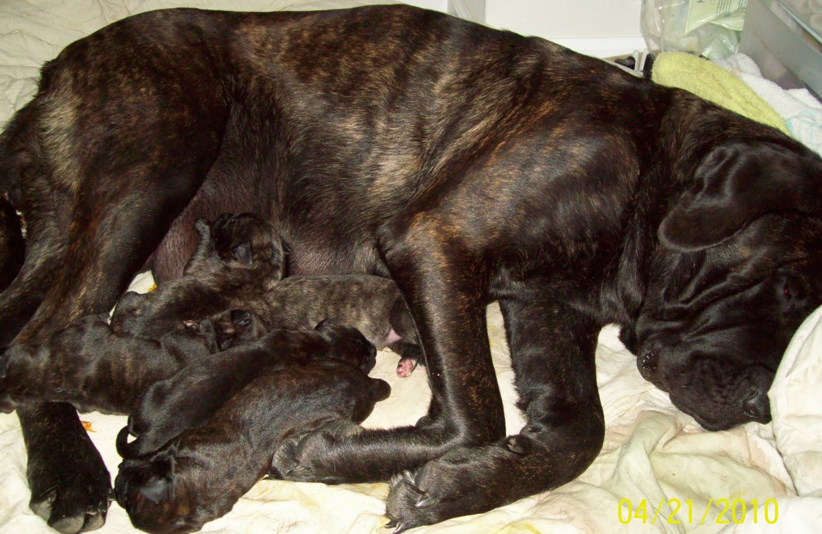 THE BRINDLE BUNCH: Newborn Puppies