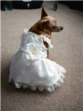 SMALL WEDDING DRESS