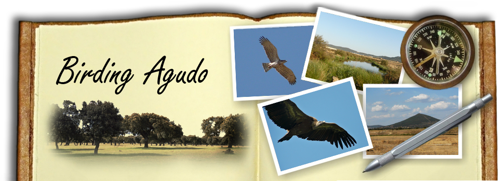 Birding Agudo