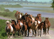 Chincoteague, Va - wild ponies - looking forward to visiting here