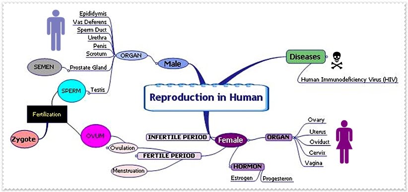 Human Biology Reproductive System Human Biology Reproductive System