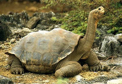 [galapagos-tortoise.jpg]