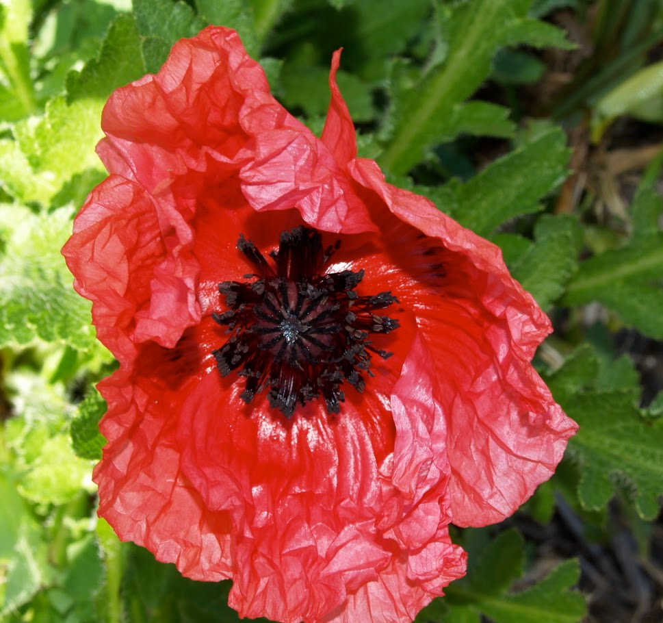 Florez Nursery An Oriental Poppy