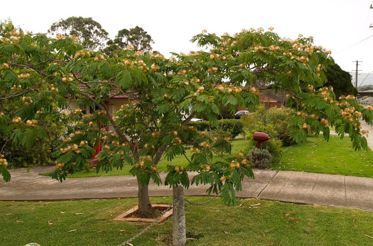Pink Silk Tree