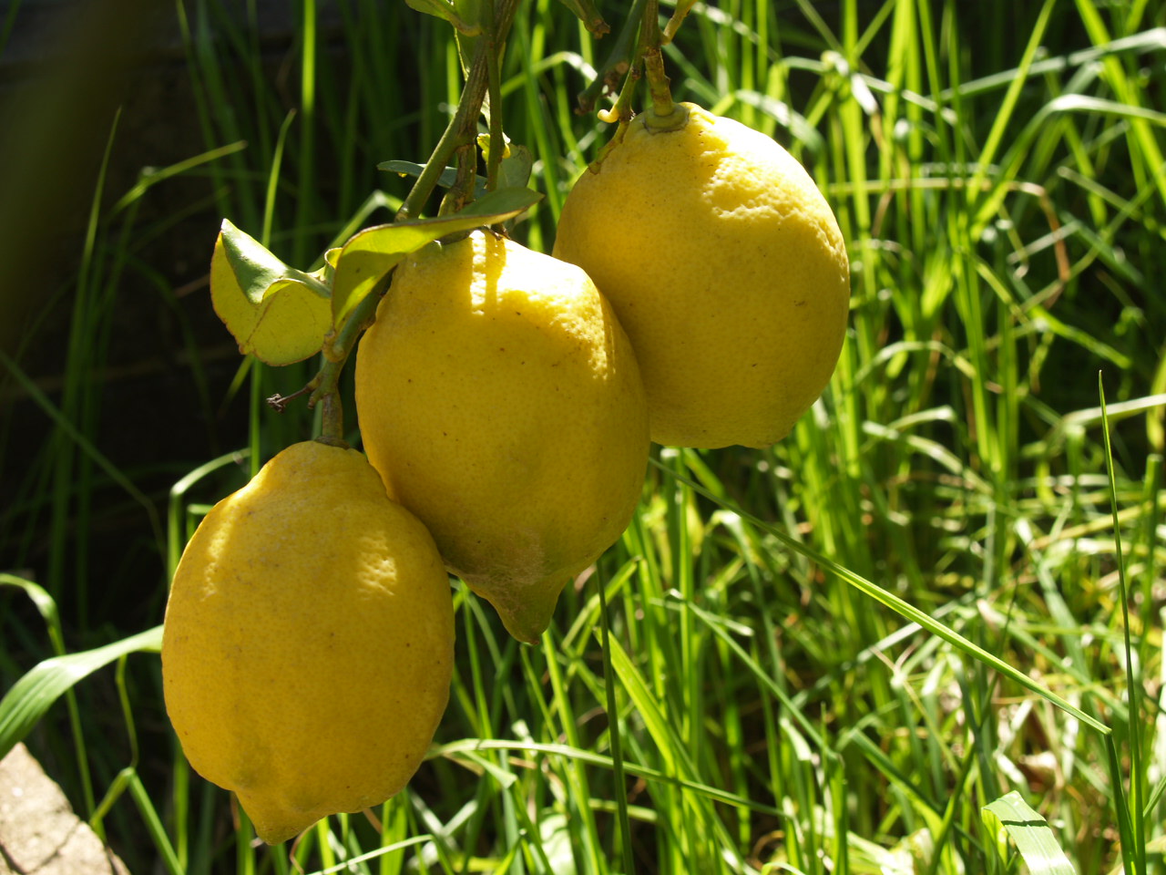Florez Nursery September 2010