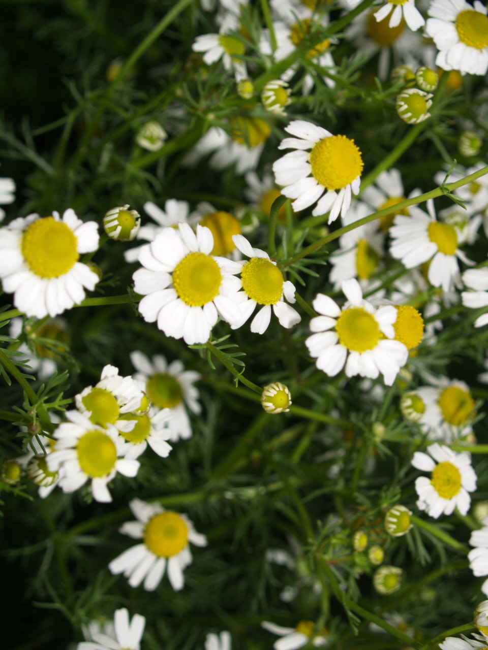 Florez Nursery Chamomile Matricaria chamomilla