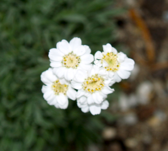 Florez Nursery Achillea ageratifolia Greek Yarrow