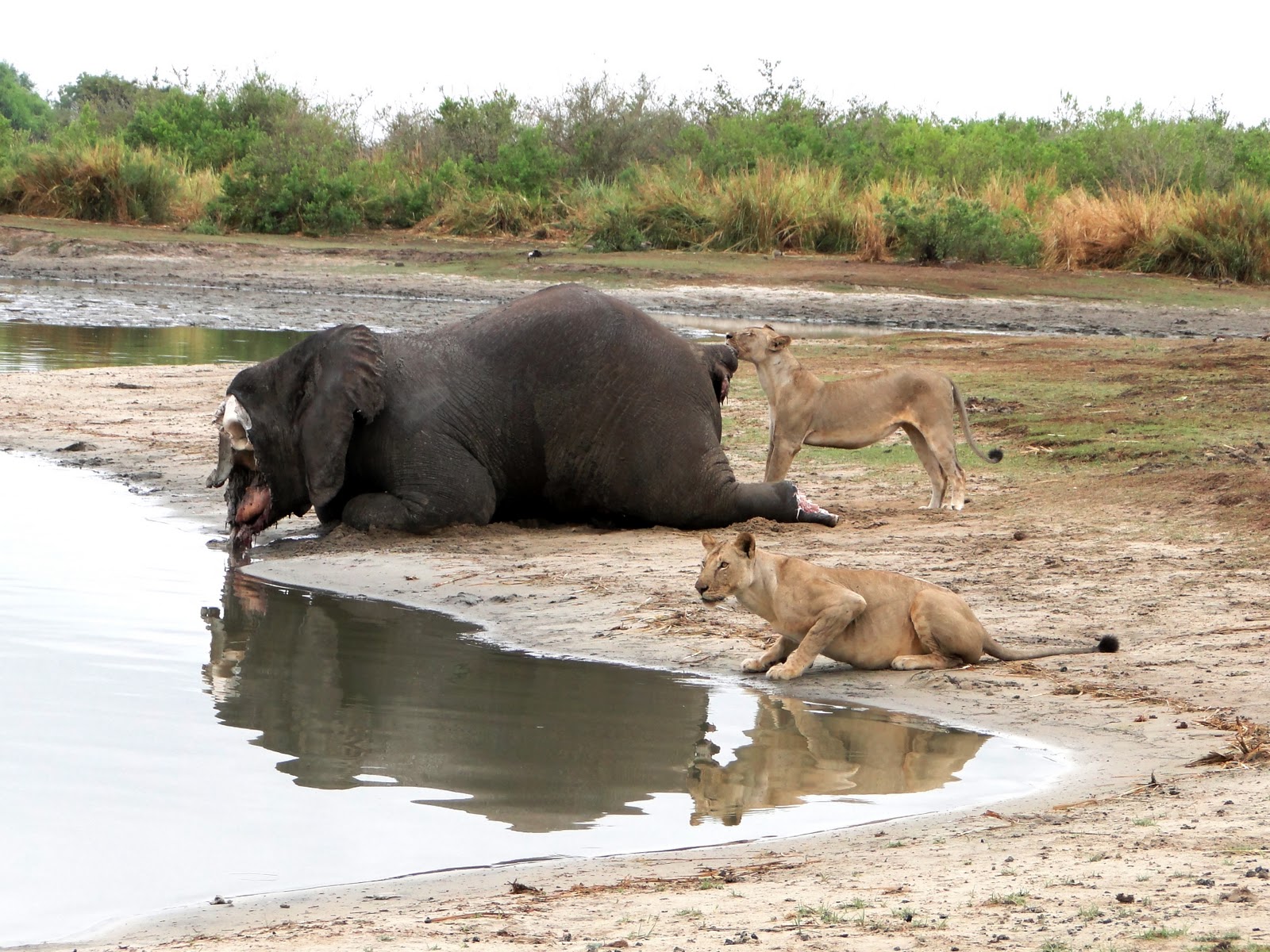 Why Are African Elephants Being Poached at Leonard Gray blog