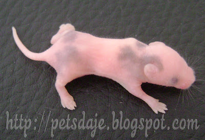 Filhote de topolino pelado, a pele preta indica onde terá manchas. / Foto: PetsDaJe