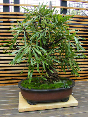 Banksia Bonsai