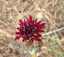 scabiosa maritima