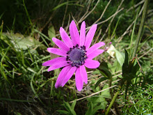 anemone hortensins