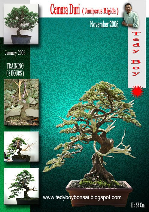 [bonsai+tedy+boy+1+cemara+duri+juniperus+rigida.jpg]