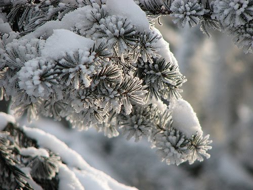 [Umax670+Flickr+stream.jpg]