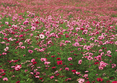 Imágenes y fotografías de flores