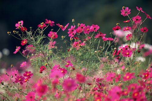 Las flores de mi jardín V (8 imágenes gratis para compartir)