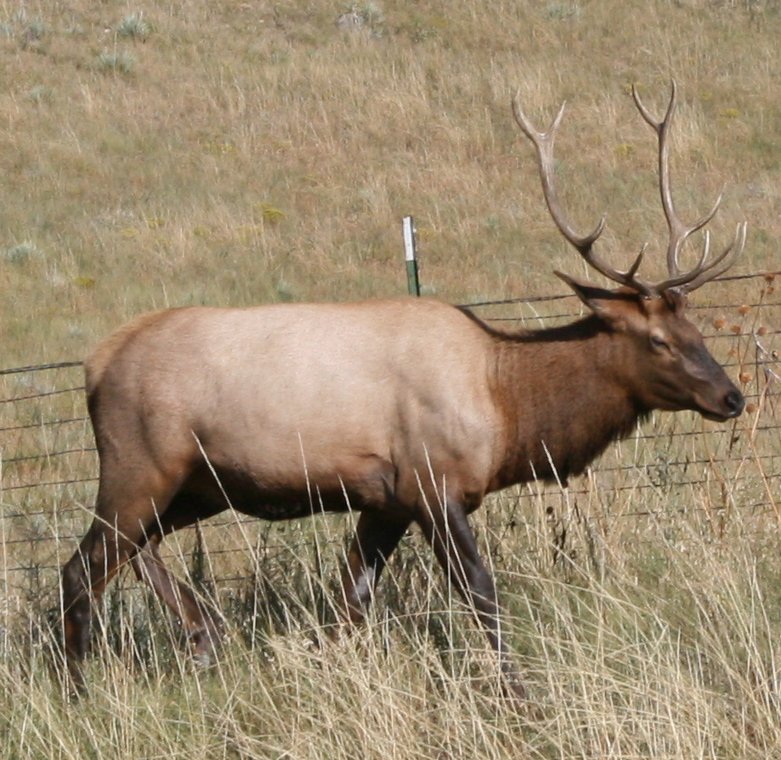 [left_elk.jpg]