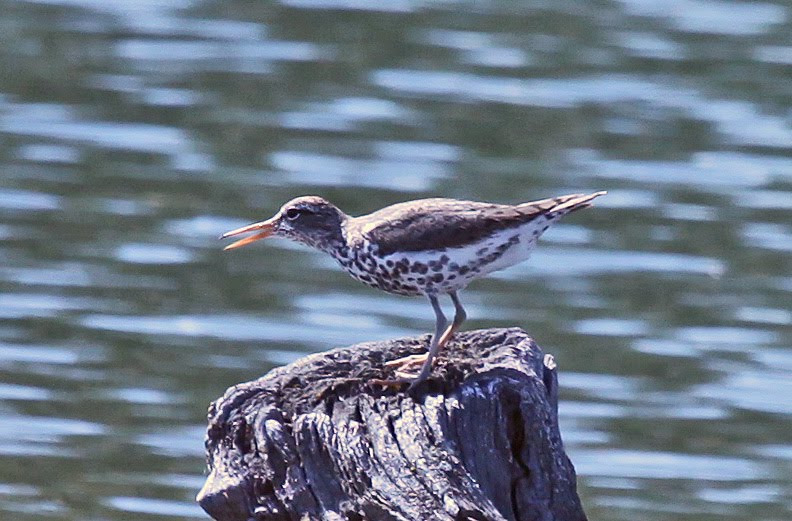 Pictures Of Carla Cugino In The Movie Sin City