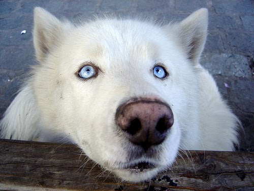 The Bear Dog