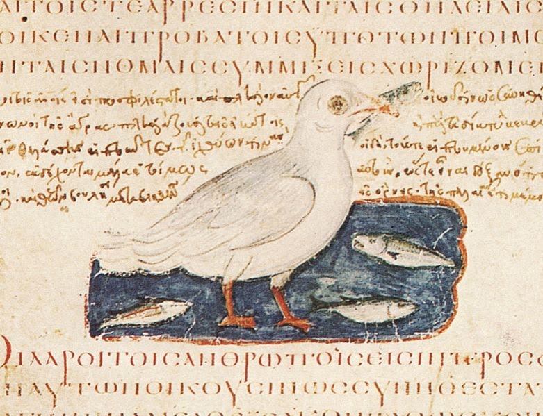 A Polar Bear's Tale: The Vienna Dioscorides A Polar Bear's Tale: The Vienna Dioscorides