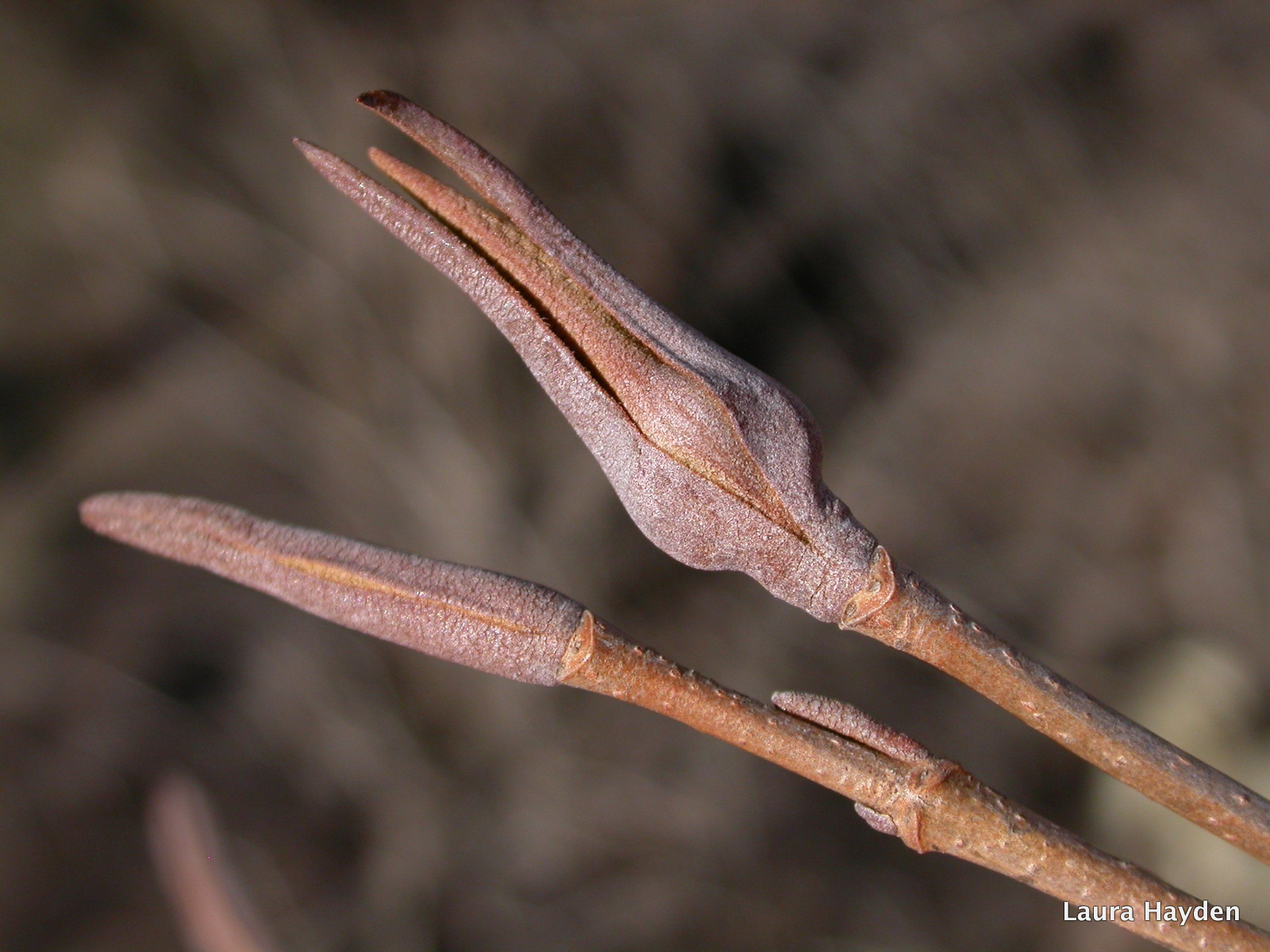 Meadow Muffin Gardens Add A Bit Of Color To The Winter Landscape