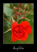 Rosa Roja