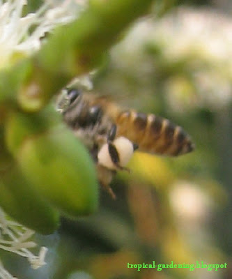 bee collecting pollen on Ptychosperma