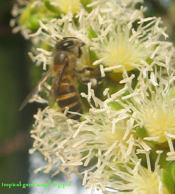 bee collecting pollen on Ptychosperma